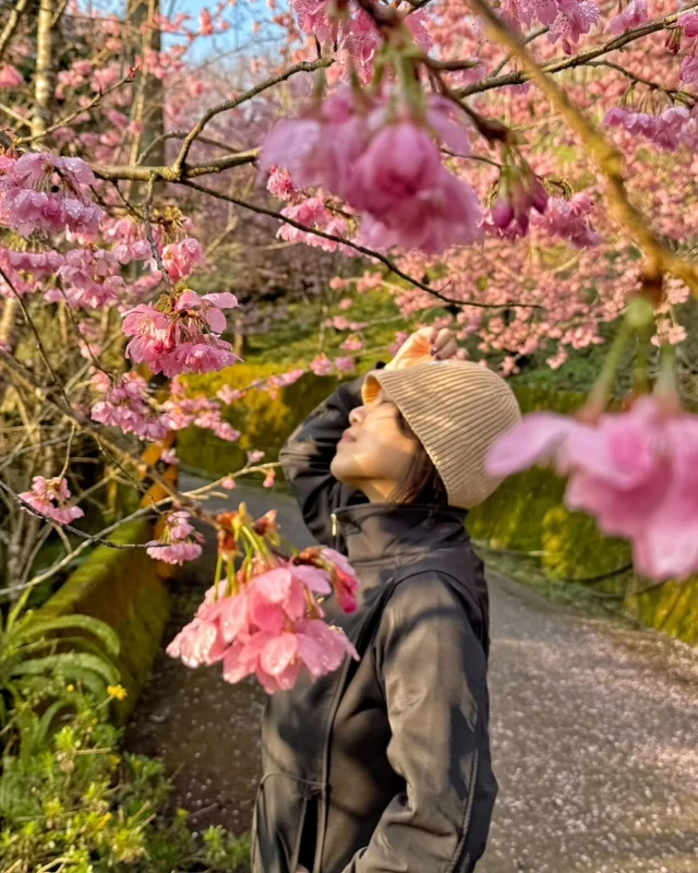 #櫻花
人生沒有時時刻刻都很順遂～～
但要記得無時無刻都要享受曾擁有的幸福～
就算幸福只有那短短的一剎那！！
💕💕💕